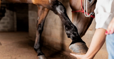 Curso de Fisioterapia Equina