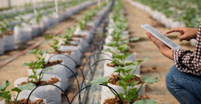 TÃ©cnico Auxiliar en ProducciÃ³n Vegetal Intensiva