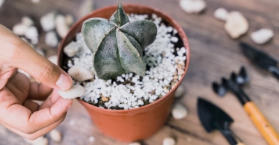 Cultivo y Cuidados de Cactus y Suculentas
