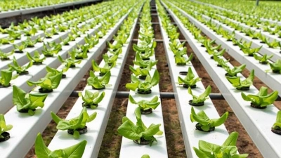 CapacitaciÃ³n en ProducciÃ³n Vegetal Intensiva