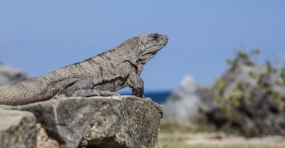 Programa de CertificaciÃ³n en Reptiles y Anfibios