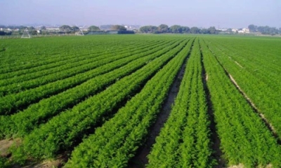 Técnico Auxiliar Preparación, Siembra y Explotación de Campos Agrícolas + IA