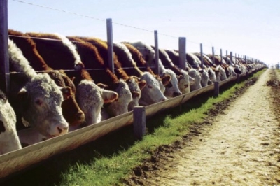 TÃ©cnico Auxiliar en Feedlot y GanaderÃ­a Profesional