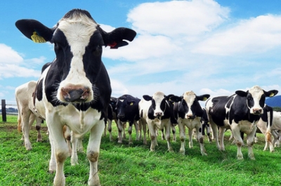 TÃ©cnico Auxiliar en ProducciÃ³n animal