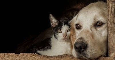 Curso de Sanidad, Ropa y PastelerÃ­a Canina y Felina