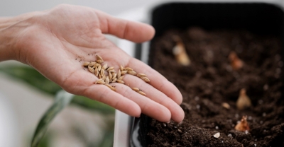 Curso AutoproducciÃ³n de Semillas