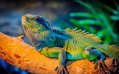 CertificaciÃ³n en HerpetologÃ­a. Reptiles y Anfibios