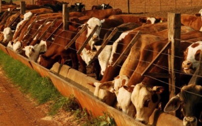 CapacitaciÃ³n en Feedlot con nuevas TecnologÃ­as