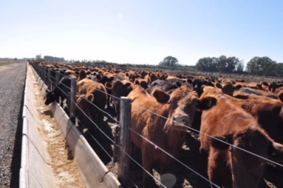 DiseÃ±o y ConstrucciÃ³n de Instalaciones de Feedlot co...