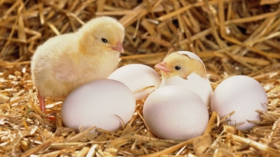 Curso de ProducciÃ³n de Huevos e IncubaciÃ³n de Pollit...