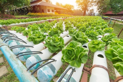 CapacitaciÃ³n en Sistema de Cultivo HidropÃ³nicos