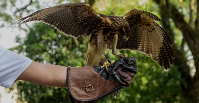 Adiestramiento de Aves Rapaces