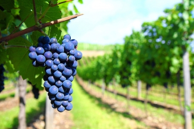 CapacitaciÃ³n en Viticultura