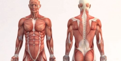 CapacitaciÃ³n en AnatomÃ­a Humana