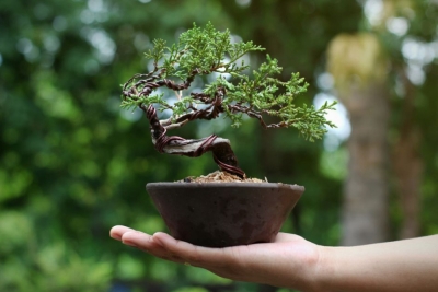 Diplomatura en Plantas Bonsai - Interiores y Medicinales