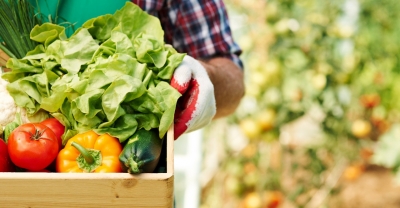 Curso de Huerta y Cultivo EcolÃ³gico de Hortalizas