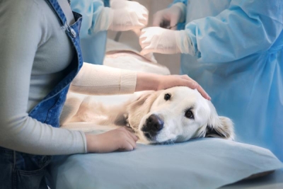 CapacitaciÃ³n en ClÃ­nicas Veterinarias