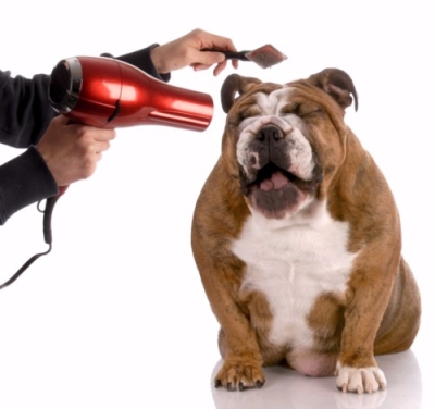 PeluquerÃ­a y EstÃ©tica Canina