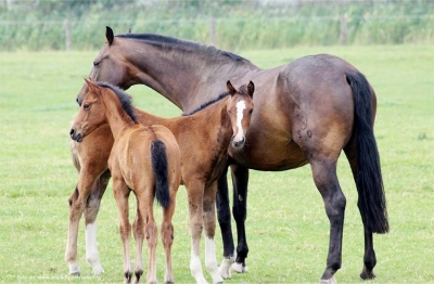 Capacitación en Producción Equina - Caballos