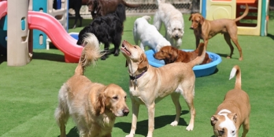 CapacitaciÃ³n en Residencia de Mascotas