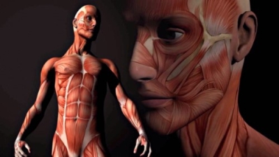 AnatomÃ­a Humana (Premium con Doble CertificaciÃ³n)