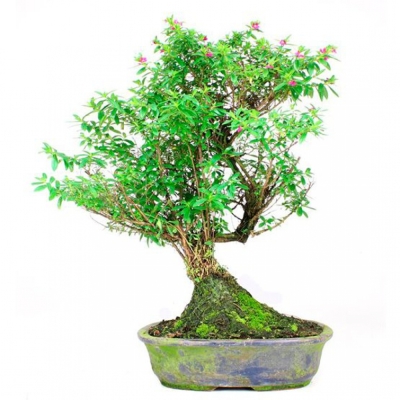 CapacitaciÃ³n en Bonsai y Plantas Interiores