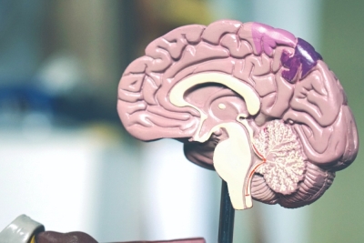 CapacitaciÃ³n en la Incidencia del cerebro y las emocion...