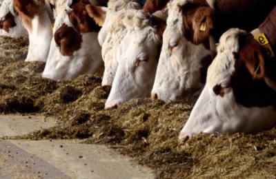 CapacitaciÃ³n en Feedlot y GanaderÃ­a Profesional
