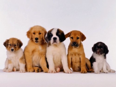 CapacitaciÃ³n en Cuidado y Crianza de Cachorros