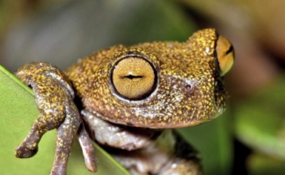CapacitaciÃ³n en HerpetologÃ­a (Reptiles y Anfibios)