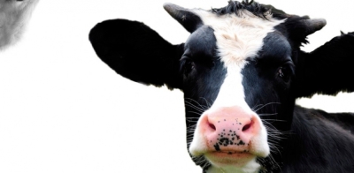 CapacitaciÃ³n en Bienestar animal bovino y equino