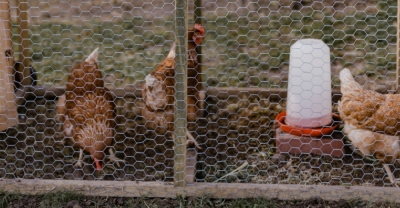 DiseÃ±o y ConstrucciÃ³n de Instalaciones de Aves de Corral