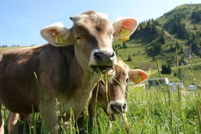 InseminaciÃ³n, ReproducciÃ³n y GenÃ©tica de Animales...